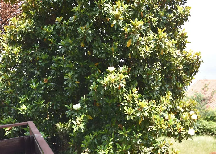 In With Maggiore Views *